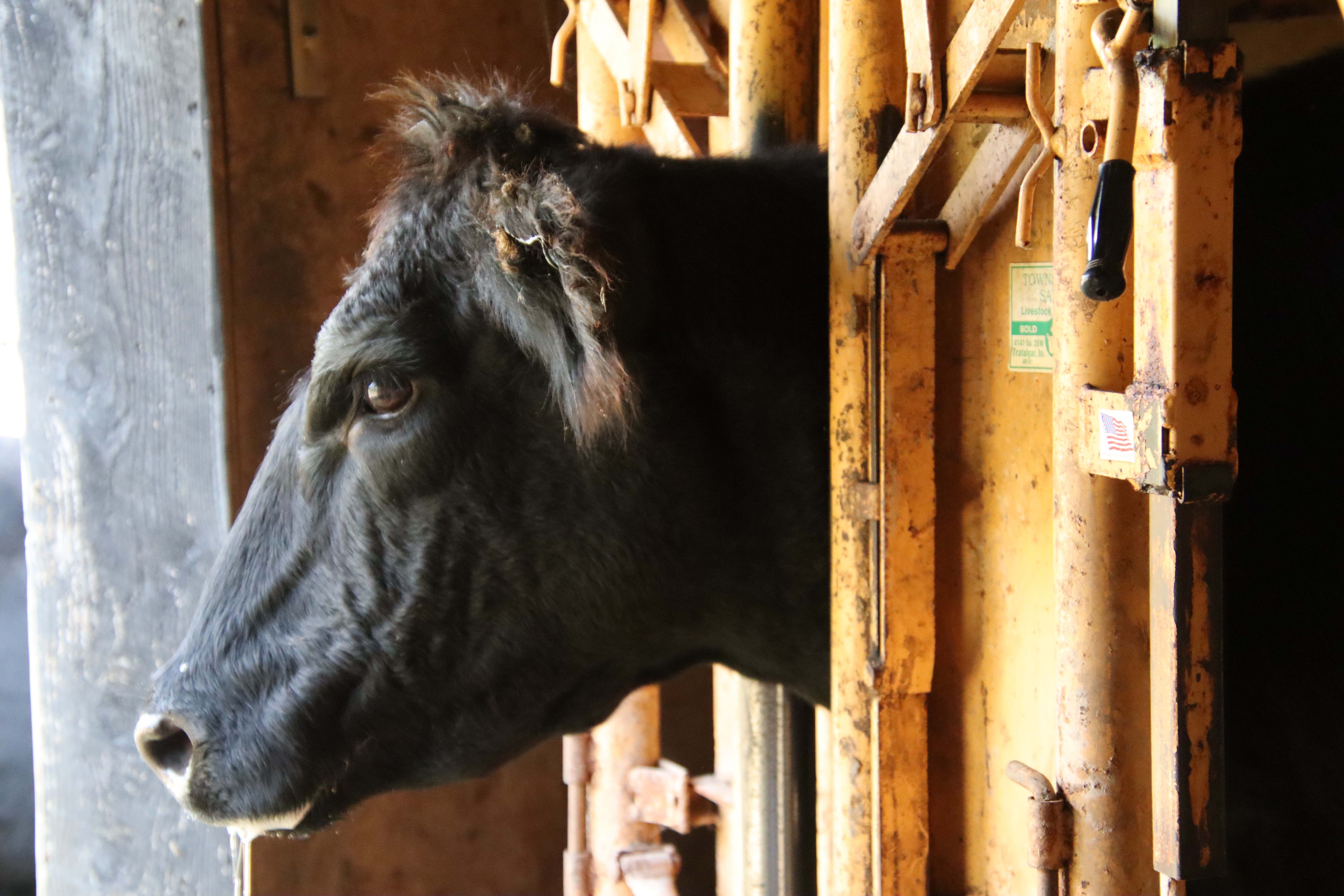 Cow in Chute 