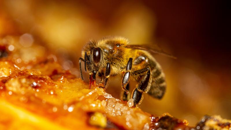 honey bee