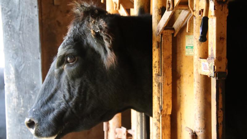 Cow in Chute 